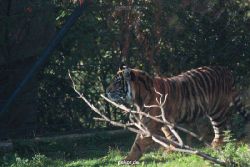 zoo-wuppertal-tschuna-daseep-12-011
