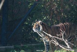 zoo-wuppertal-tschuna-daseep-12-012