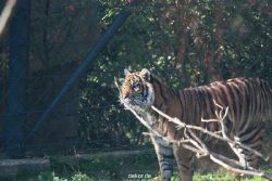 zoo-wuppertal-tschuna-daseep-12-013