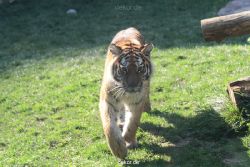 zoo-wuppertal-tschuna-daseep-12-014