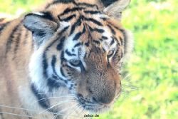 zoo-wuppertal-tschuna-daseep-12-015