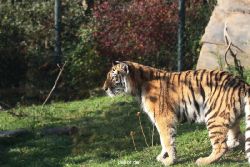 zoo-wuppertal-tschuna-daseep-12-016