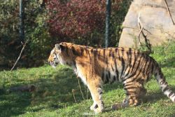 zoo-wuppertal-tschuna-daseep-12-017