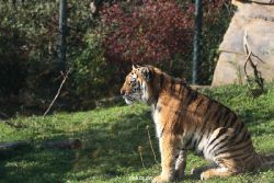 zoo-wuppertal-tschuna-daseep-12-019
