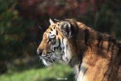 zoo-wuppertal-tschuna-daseep-12-020