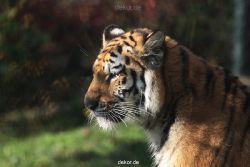 zoo-wuppertal-tschuna-daseep-12-021