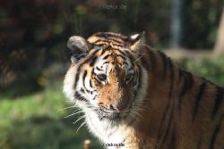 zoo-wuppertal-tschuna-daseep-12-022