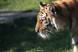 zoo-wuppertal-tschuna-daseep-12-024