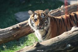 zoo-wuppertal-tschuna-daseep-12-025