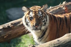 zoo-wuppertal-tschuna-daseep-12-026