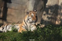 zoo-wuppertal-tschuna-daseep-12-028