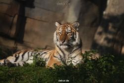 zoo-wuppertal-tschuna-daseep-12-029