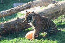zoo-wuppertal-tschuna-daseep-12-032