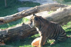 zoo-wuppertal-tschuna-daseep-12-033