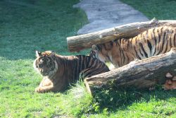 zoo-wuppertal-tschuna-daseep-12-034