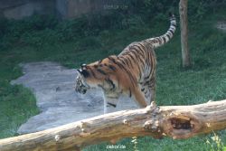 zoo-wuppertal-tschuna-daseep-12-035