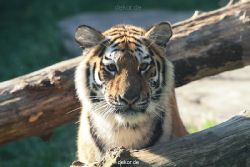 zoo-wuppertal-tschuna-daseep-12-036