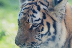 zoo-wuppertal-tschuna-daseep-12-038
