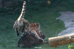 zoo-wuppertal-tschuna-daseep-12-039