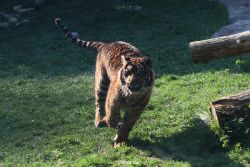 zoo-wuppertal-tschuna-daseep-12-040