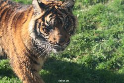 zoo-wuppertal-tschuna-daseep-12-043