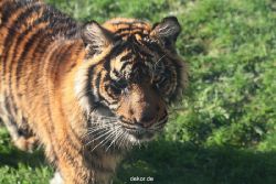 zoo-wuppertal-tschuna-daseep-12-044