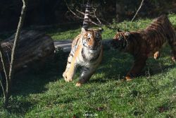 zoo-wuppertal-tschuna-daseep-12-045