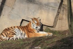 zoo-wuppertal-tschuna-daseep-13-001