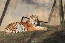 zoo-wuppertal-tschuna-daseep-13-002