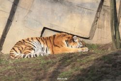 zoo-wuppertal-tschuna-daseep-13-003