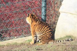 zoo-wuppertal-tschuna-daseep-13-004