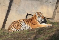 zoo-wuppertal-tschuna-daseep-13-005