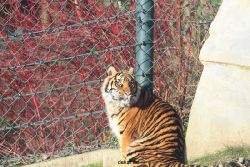 zoo-wuppertal-tschuna-daseep-13-006