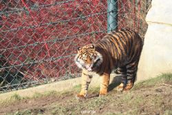 zoo-wuppertal-tschuna-daseep-13-007