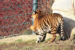 zoo-wuppertal-tschuna-daseep-13-009