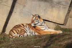 zoo-wuppertal-tschuna-daseep-13-011