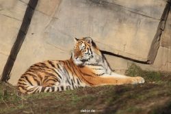 zoo-wuppertal-tschuna-daseep-13-012
