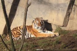 zoo-wuppertal-tschuna-daseep-13-016