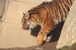 zoo-wuppertal-tschuna-daseep-13-022