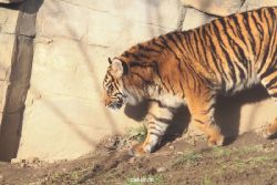 zoo-wuppertal-tschuna-daseep-13-023