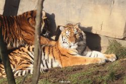 zoo-wuppertal-tschuna-daseep-13-028