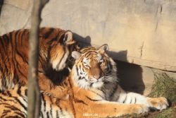 zoo-wuppertal-tschuna-daseep-13-029