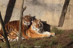 zoo-wuppertal-tschuna-daseep-13-039