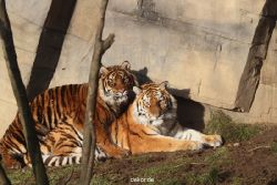 zoo-wuppertal-tschuna-daseep-13-042