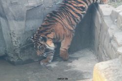 zoo-wuppertal-tschuna-daseep-13-070