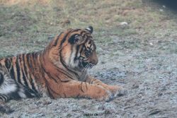 zoo-wuppertal-tschuna-daseep-13-072