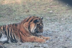 zoo-wuppertal-tschuna-daseep-13-073
