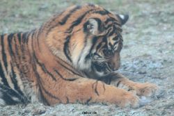 zoo-wuppertal-tschuna-daseep-13-074