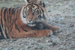 zoo-wuppertal-tschuna-daseep-13-075