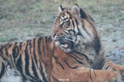 zoo-wuppertal-tschuna-daseep-13-076